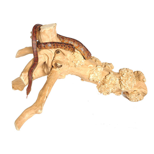 4252 - Java Reptile Branch Large