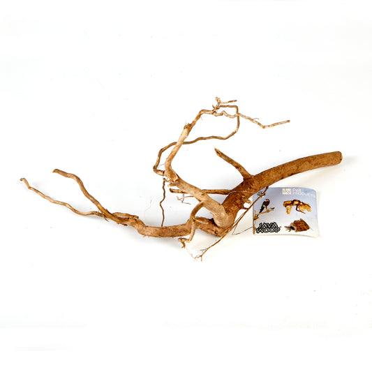 4263 - Golden Spider Root Small