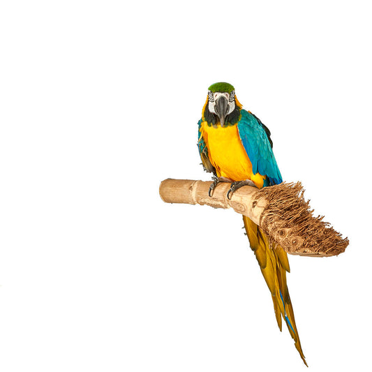 7649 - Bamboo Perch Medium