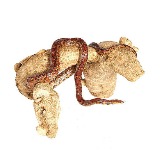 4205 - Spider Root Medium